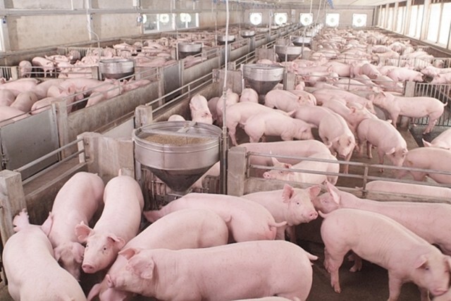 ราคาหมูทั่วโลกขยับหลังจีนขาดแคลนหนัก