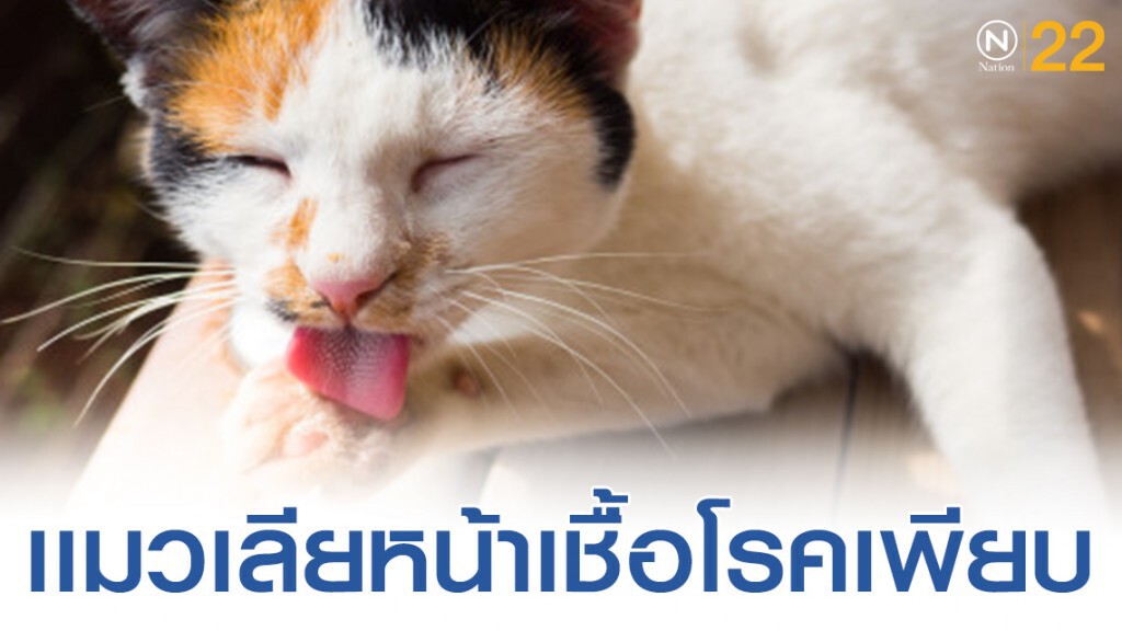 แพทย์เตือนให้"แมวเลียหน้า" รักษาสิว สิวไม่หาย แต่อันตรายถึงขั้นเสียชีวิต