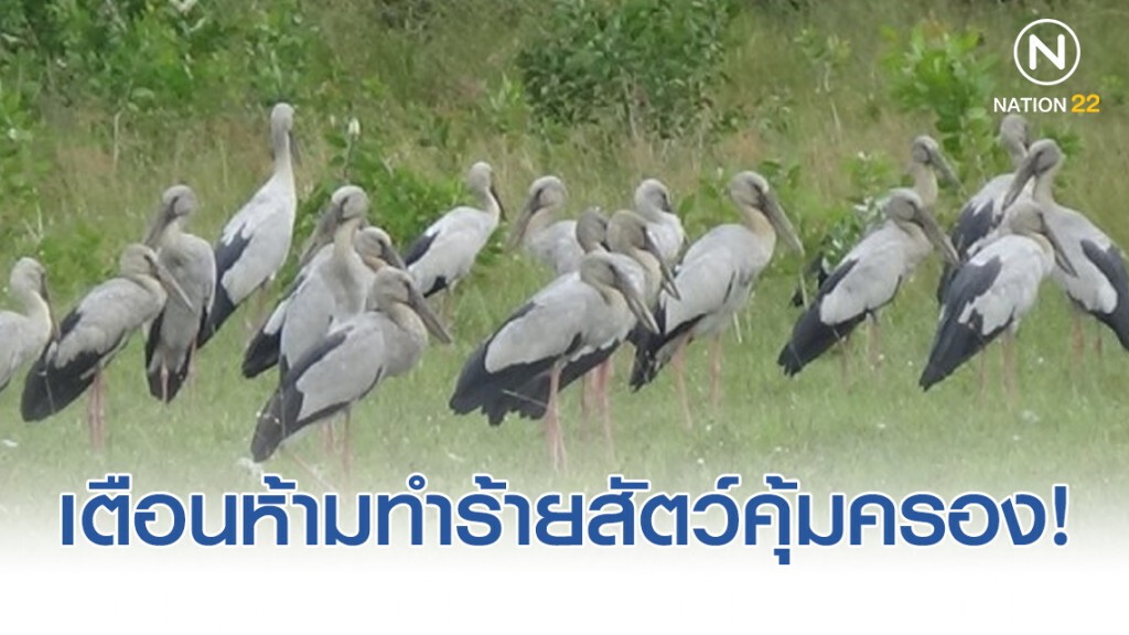 นกปากห่างบินอพยพหนีหนาว เข้าสตูล เตือนห้ามทำร้ายสัตว์คุ้มครอง! นกปากห่างบินอพยพหนีหนาว เข้าสตูล เตือนห้ามทำร้ายสัตว์คุ้มครอง!