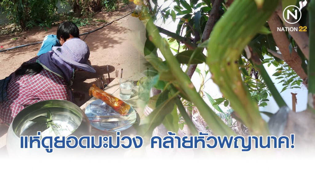 ชาวบ้านแห่ดูยอดมะม่วงแตกแขนงออกมาคล้ายหัวพญานาค! ชาวบ้านแห่ดูยอดมะม่วงแตกแขนงออกมาคล้ายหัวพญานาค!