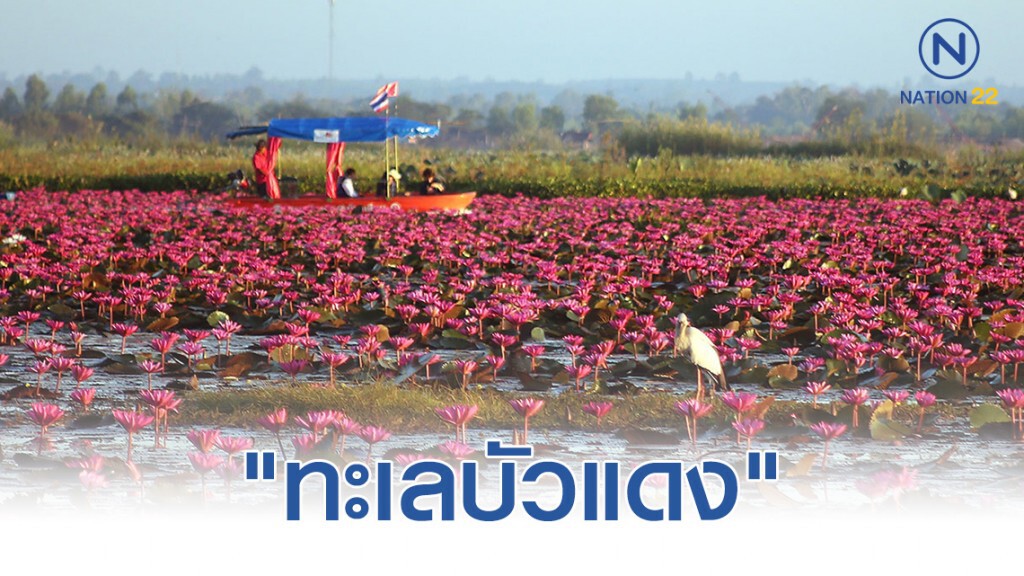 ชื่นชมความงาม "ทะเลบัวแดง" ชื่นชมความงาม "ทะเลบัวแดง"