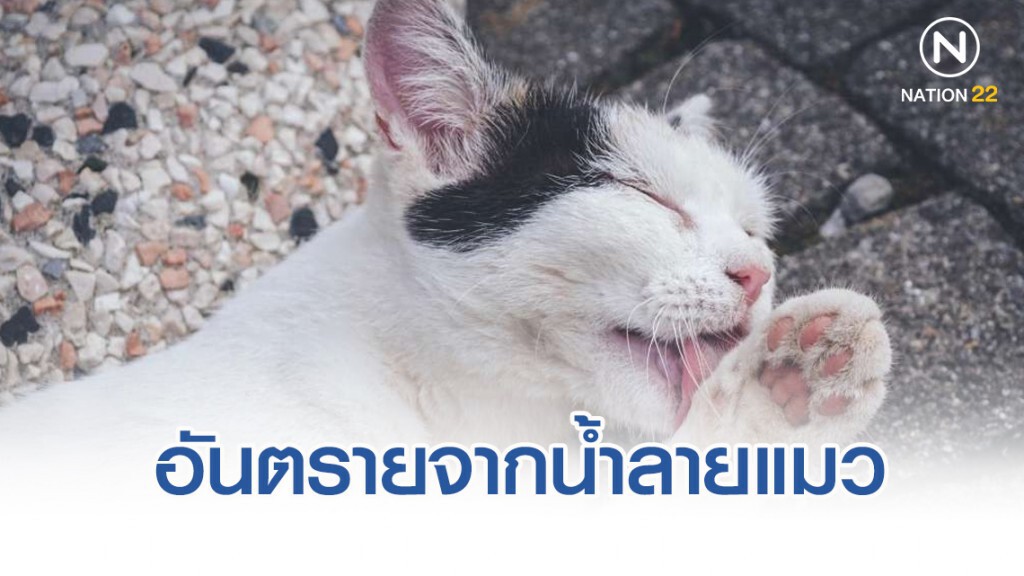 แพทย์ผิวหนังเตือนภัย อันตรายจากน้ำลายแมว แพทย์ผิวหนังเตือนภัย อันตรายจากน้ำลายแมว