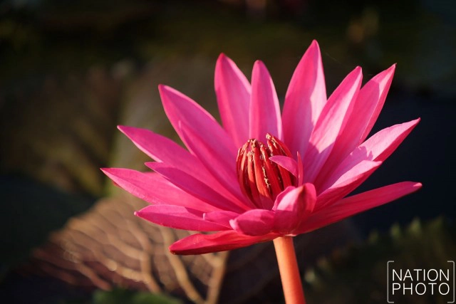 ชื่นชมความงาม "ทะเลบัวแดง"