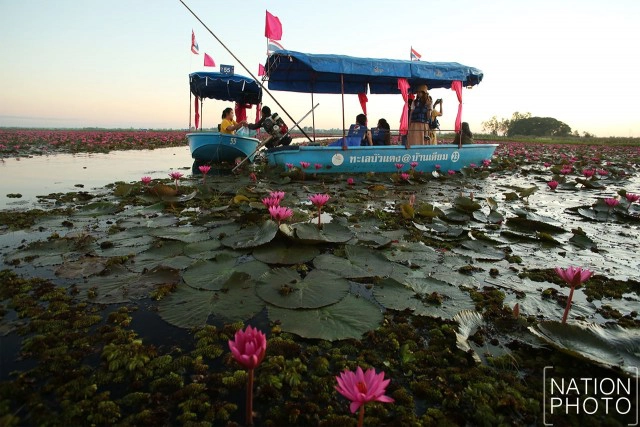 ชื่นชมความงาม "ทะเลบัวแดง"