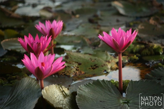 ชื่นชมความงาม "ทะเลบัวแดง"