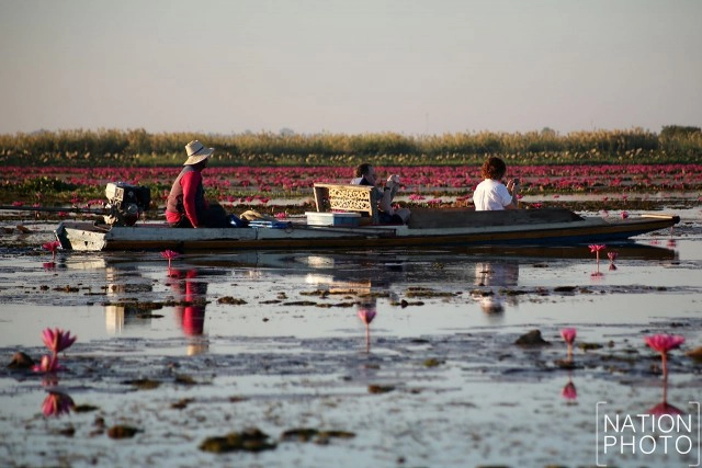 ชื่นชมความงาม "ทะเลบัวแดง"