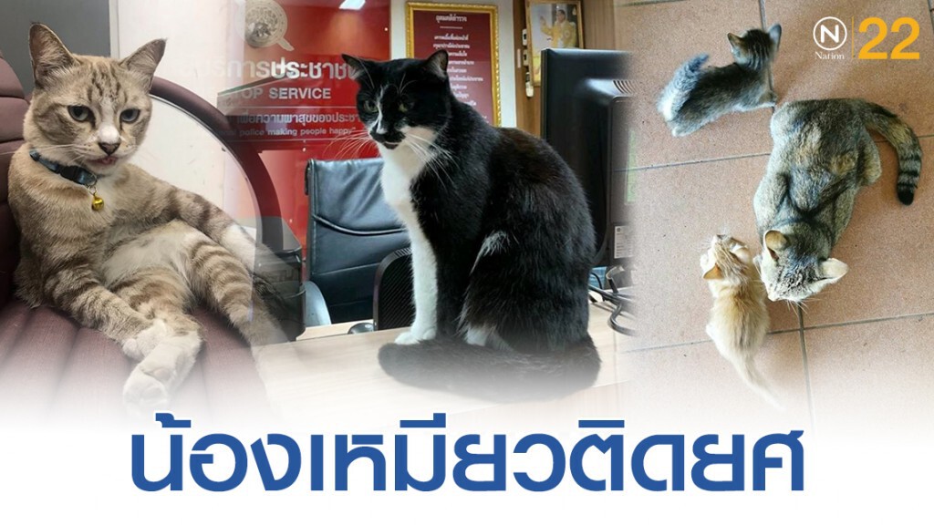 เปิดภาพ "น้องเหมียว" ประจำโรงพัก เปิดภาพ "น้องเหมียว" ประจำโรงพัก