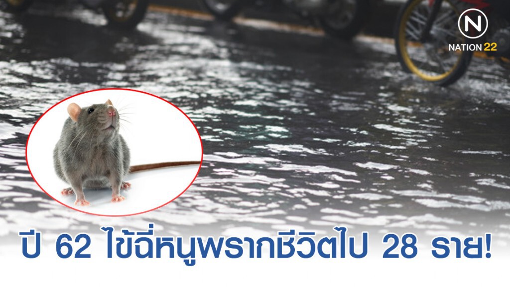 กรมควบคุมโรคเผย ปี 62 คนไทยเสียชีวิตด้วยไข้ฉี่หนู 28 ราย