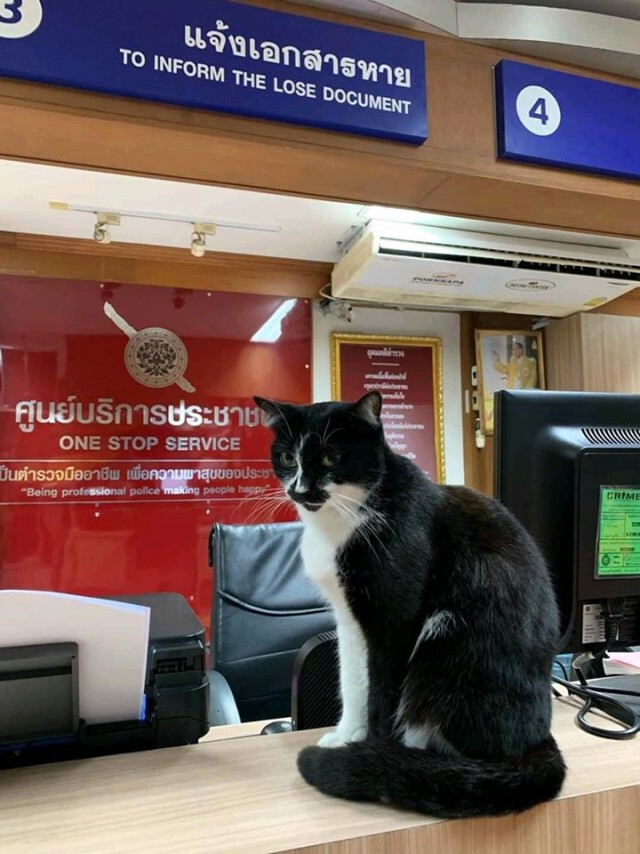 เปิดภาพ "น้องเหมียว" ประจำโรงพัก