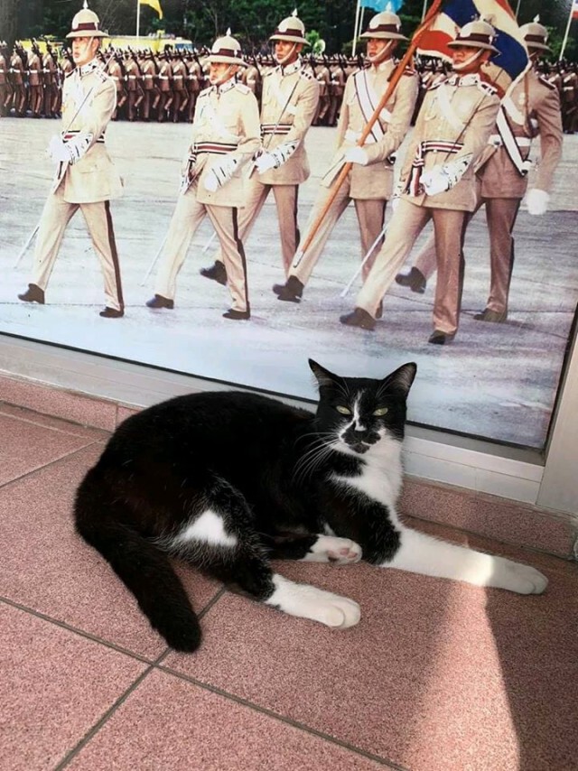 เปิดภาพ "น้องเหมียว" ประจำโรงพัก