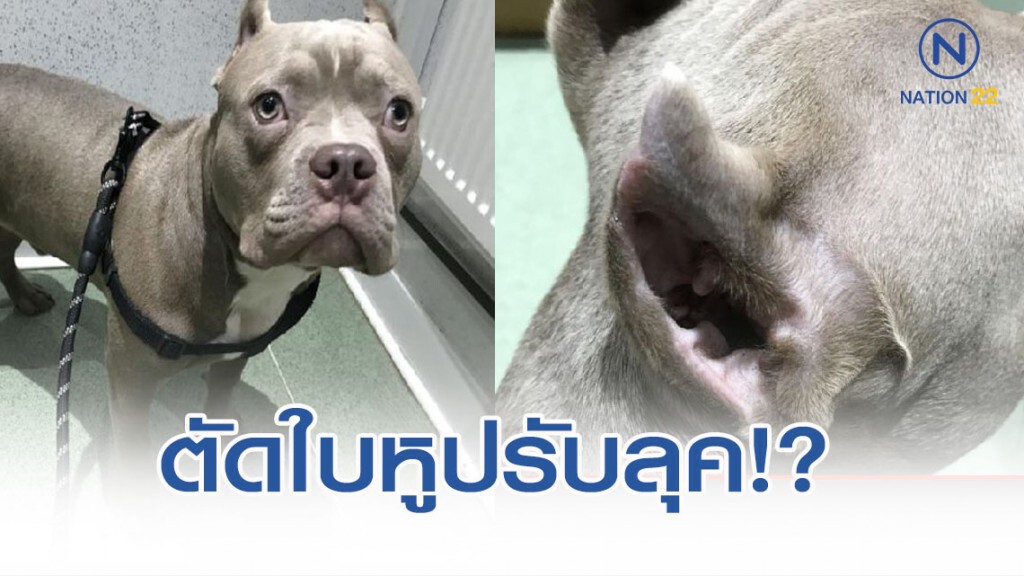 หนุ่มอังกฤษถูกสั่งห้ามเลี้ยงสุนัข7ปี หลังตัดใบหูอย่างผิดกฎหมาย