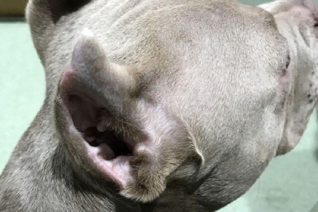 หนุ่มอังกฤษถูกสั่งห้ามเลี้ยงสุนัข7ปี หลังตัดใบหูอย่างผิดกฎหมาย