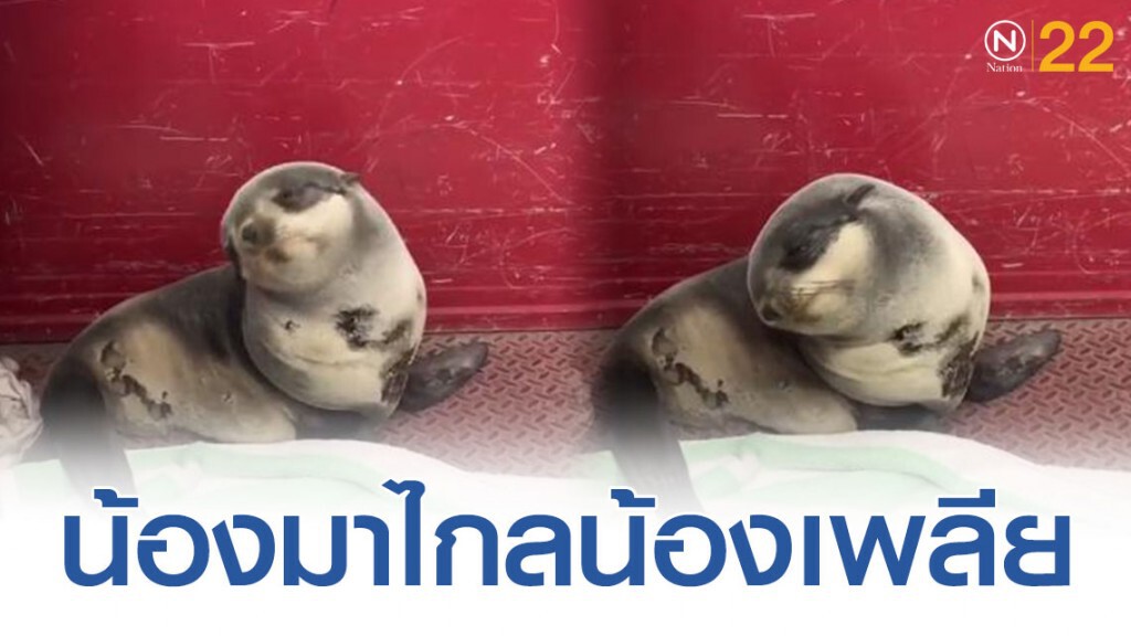 เราเพลียเเล้วมนุษย์! เปิดภาพเจ้าหน้าที่ดับเพลิงสหรัฐช่วยลูกแมวน้ำหลงทาง เดินมาไกลจนหมดเเรง