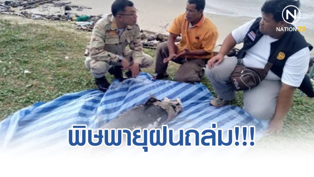 พิษพายุฝนถล่ม!!! คลื่นทะเลซัดซากโลมาอิรวดี อืดริมหาด เมืองคอน พิษพายุฝนถล่ม!!! คลื่นทะเลซัดซากโลมาอิรวดี อืดริมหาด เมืองคอน