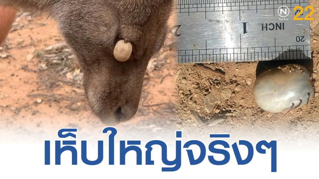 เปิดภาพเห็บยักษ์บนตัวจิงโจ้เห็นเเล้วน่าสงสารจริงๆ