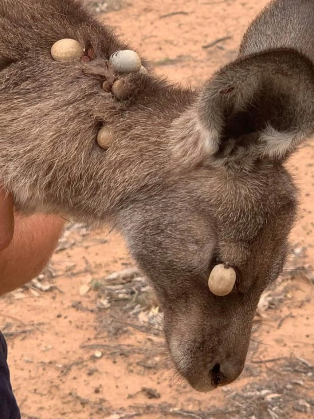 เปิดภาพเห็บยักษ์บนตัวจิงโจ้เห็นเเล้วน่าสงสารจริงๆ