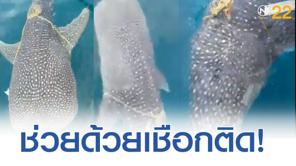 เปิดภาพ "ฉลามวาฬ" เชือกรัดตัวว่ายเข้าหาคนขอความช่วยเหลือ
