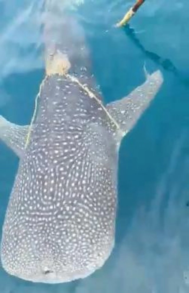 เปิดภาพ "ฉลามวาฬ" เชือกรัดตัวว่ายเข้าหาคนขอความช่วยเหลือ