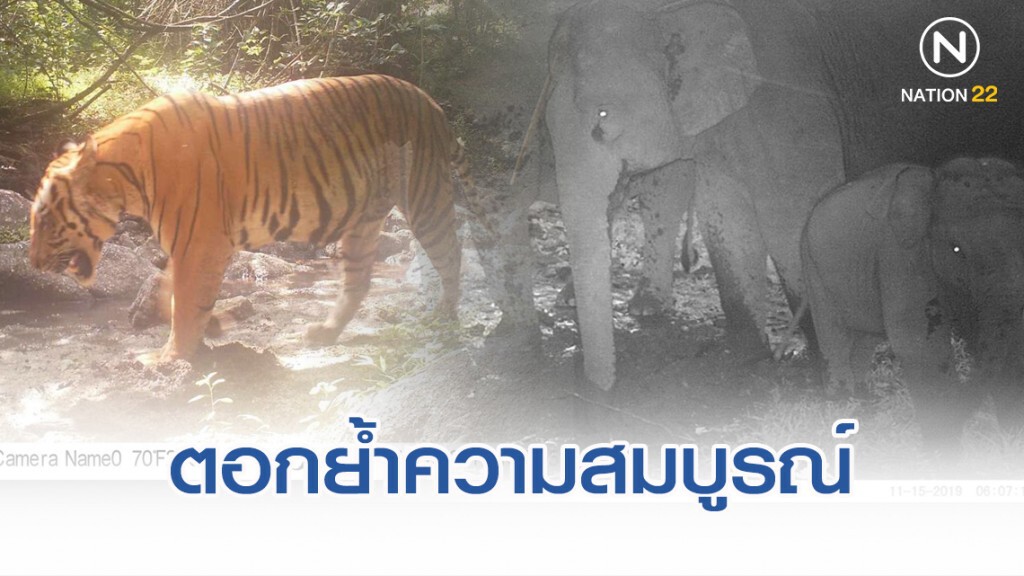 เผยภาพสัตว์ป่าหลากชนิดจากกล้อง ตอกย้ำผืนป่ามีความสมบูรณ์ เผยภาพสัตว์ป่าหลากชนิดจากกล้อง ตอกย้ำผืนป่ามีความสมบูรณ์