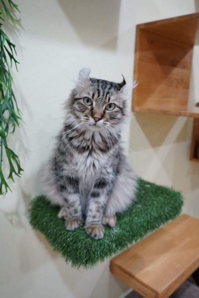 คาเฟ่น้องแมว ประกาศหาบ้าน 40 ตัว หลังเจ้าของปิดกิจการ เนื่องจากป่วยหนัก