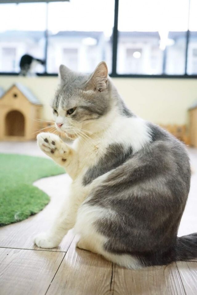คาเฟ่น้องแมว ประกาศหาบ้าน 40 ตัว หลังเจ้าของปิดกิจการ เนื่องจากป่วยหนัก