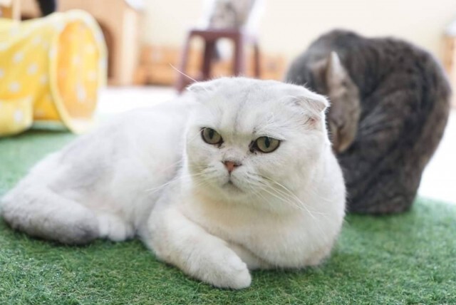 คาเฟ่น้องแมว ประกาศหาบ้าน 40 ตัว หลังเจ้าของปิดกิจการ เนื่องจากป่วยหนัก