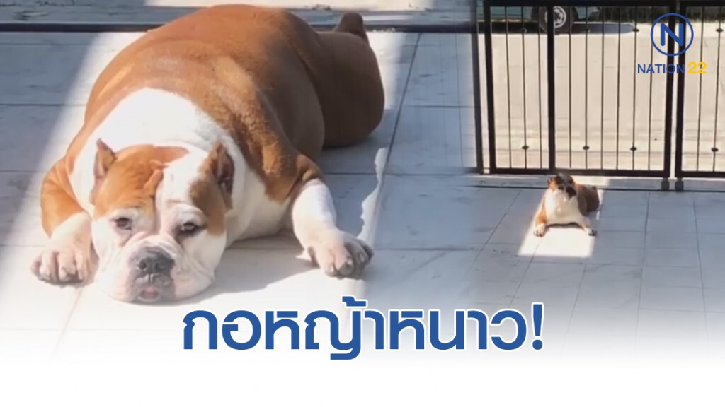 เปิดคลิปน้องหมาสุดน่ารัก #น้องก็หนาวเป็น! เปิดคลิปน้องหมาสุดน่ารัก #น้องก็หนาวเป็น!