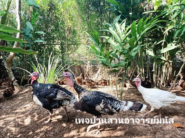 เดินตามรอยพ่อหลวงฯ รองผอ.สาธิตม.พะเยา ใช้เวลานอกราชการทำเกษตรพอเพียง