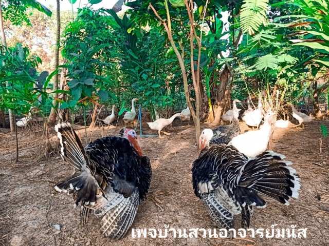 เดินตามรอยพ่อหลวงฯ รองผอ.สาธิตม.พะเยา ใช้เวลานอกราชการทำเกษตรพอเพียง