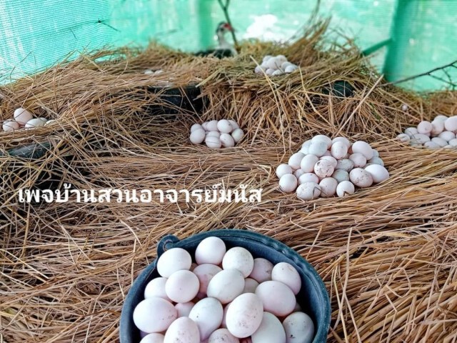 เดินตามรอยพ่อหลวงฯ รองผอ.สาธิตม.พะเยา ใช้เวลานอกราชการทำเกษตรพอเพียง