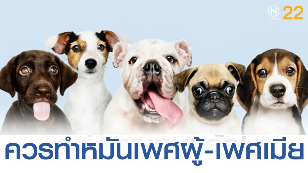 แพทย์ชี้!  สุนัขเพศผู้หรือเพศเมียควรจะทำหมัน ถ้าไม่ทำอาจกลายเป็นมะเร็งได้