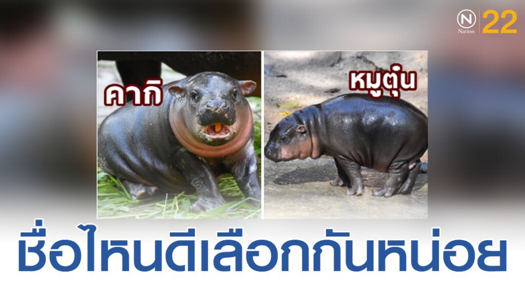 ร่วมโหวตเลือกชื่อลูกฮิปโปโปเตมัสแคระ คือ หมูตุ๋น และ คากิ