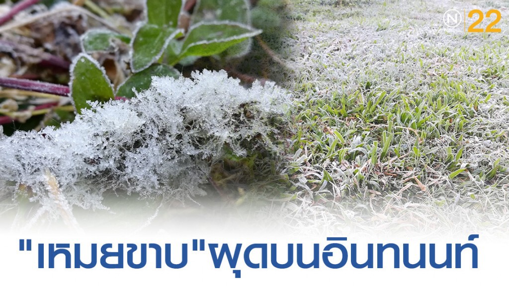 เชียงใหม่หนาวสะท้านทั่วเมือง "เหมยขาบ"ผุดบนอินทนนท์ต่อเนื่อง เชียงใหม่หนาวสะท้านทั่วเมือง "เหมยขาบ"ผุดบนอินทนนท์ต่อเนื่อง