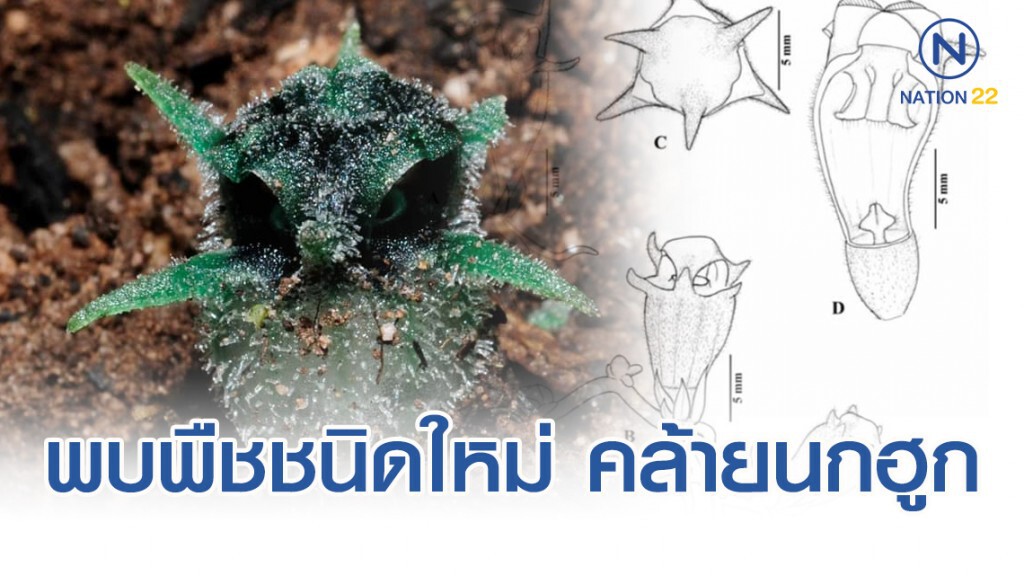 พบพืชชนิดใหม่ คล้ายนกฮูก
