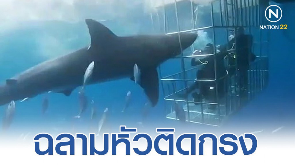 ฉลามขาวหัวติดกรง เลือดออกตาย ฉลามขาวหัวติดกรง เลือดออกตาย