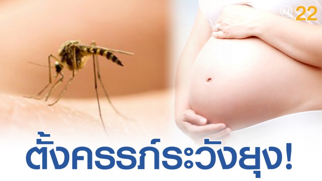 "หมอแล็บแพนด้า" เตือนหญิงตั้งครรภ์ระวังยุง