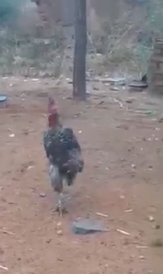 "กนก" โพสต์คลิป "ไก่โต้ง" ไหน..หน้าไหนจะเลิกเกณฑ์ทหาร