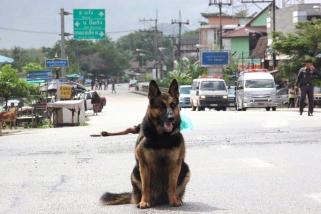 อาลัย "เจ้ากาแฟ" น้องหมาชายแดนใต้