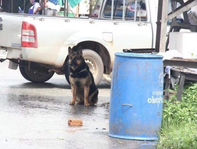 อาลัย "เจ้ากาแฟ" น้องหมาชายแดนใต้