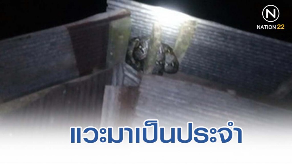 เหลือมยาว 3 เมตร กินไก่พ่อเฒ่าเกลี้ยงเล้า