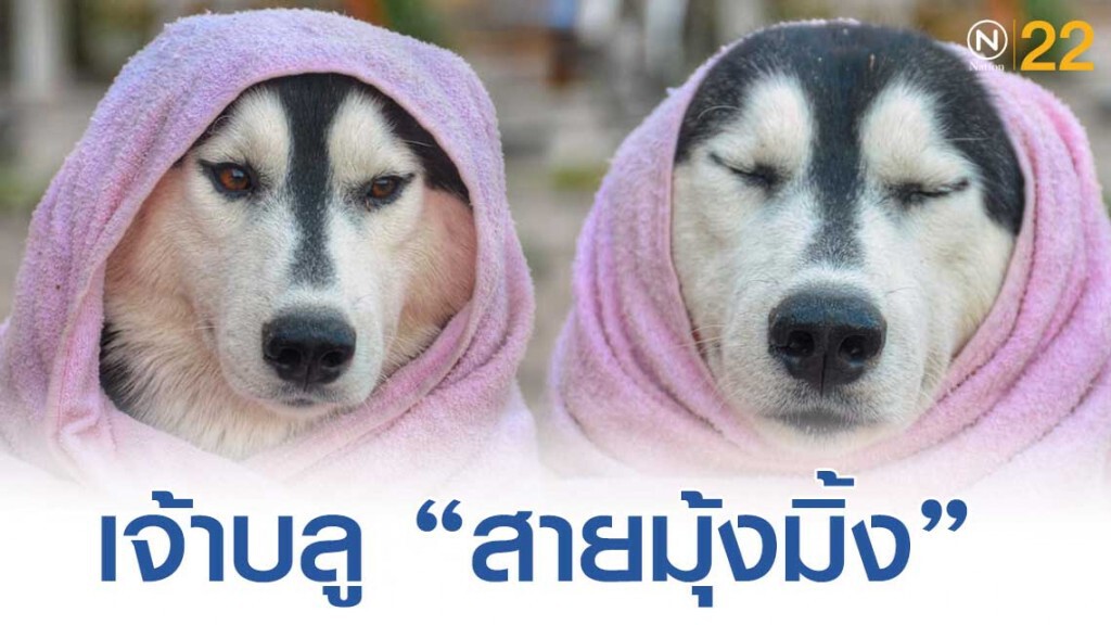 "เจ้าบลู" ไซบีเรียน ฮัสกี้ สุดโก้ มาในธีมหน้าหนาวเเล้วนะเจ้ามนุษย์