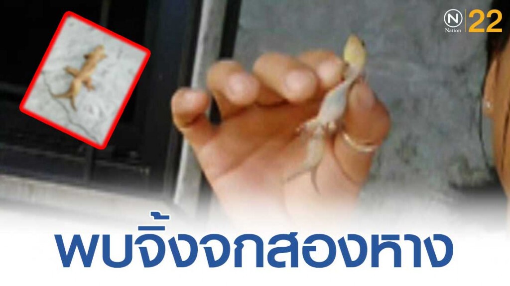 หนุ่มใหญ่เจอจิ้งจกสองหางในบ้าน คอหวยไม่พลาด สอบถามเลขที่บ้านหวังนำไปเสี่ยงโชค