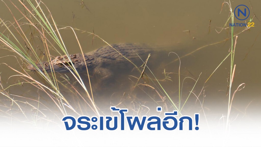 จระเข้โผล่อีก! ที่บึงบอระเพ็ด จระเข้โผล่อีก! ที่บึงบอระเพ็ด