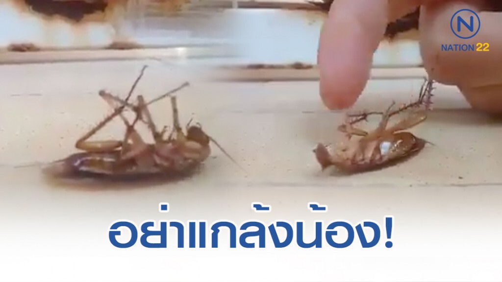 โซเชียลชมความน่ารัก น้อง "แมลงสาบ" โซเชียลชมความน่ารัก น้อง "แมลงสาบ"