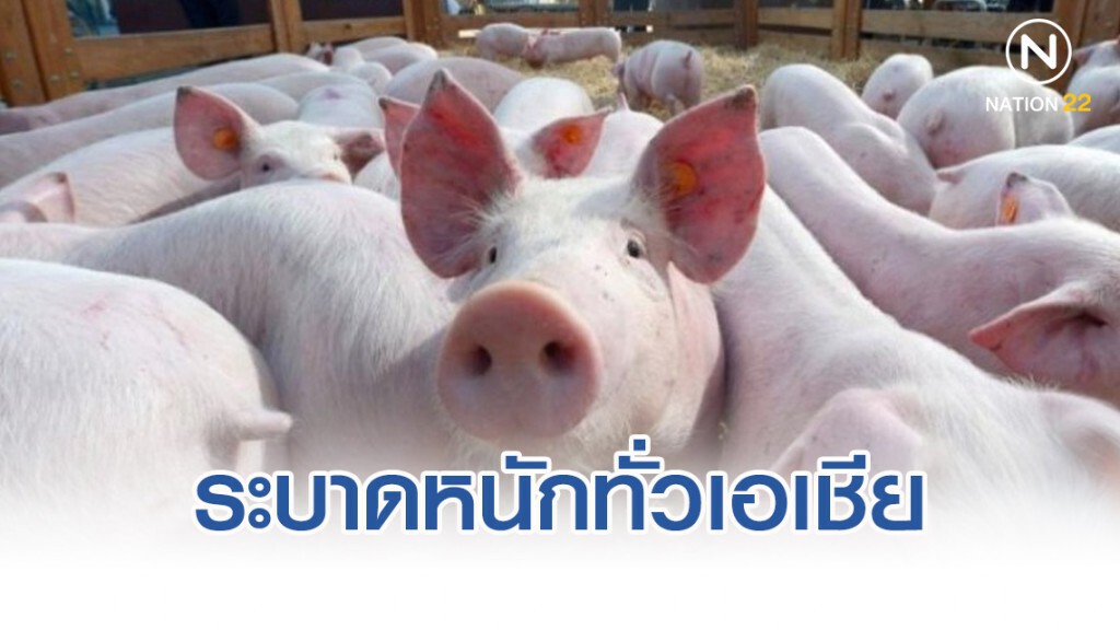 โรคอหิวาต์แอฟริกาในสุกร ระบาดหนักทั่วเอเชีย