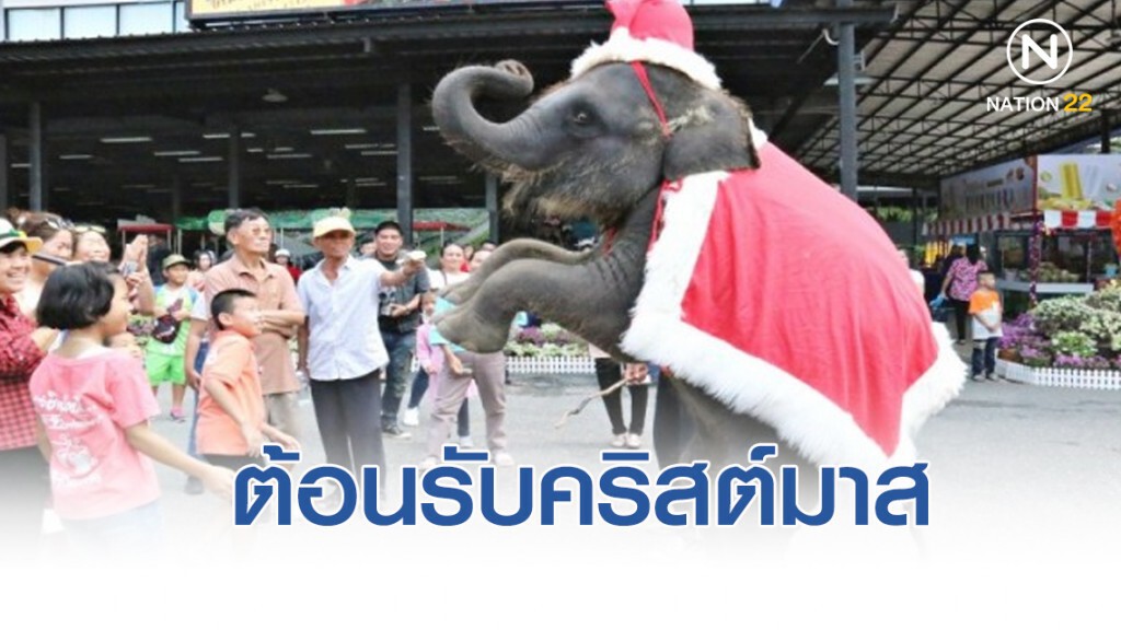 สวนนงนุชนำช้างแต่งกายชุดซานตาคลอส ต้อนรับเทศกาลคริสต์มาส