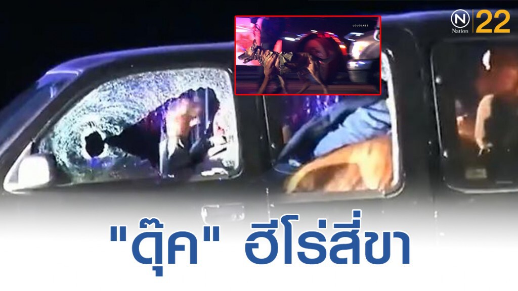 เปิดภาพฮีโร่สี่ขา! สุนัขตำรวจ กระโจนเข้าหน้าต่างจับผู้ร้าย เปิดภาพฮีโร่สี่ขา! สุนัขตำรวจ กระโจนเข้าหน้าต่างจับผู้ร้าย