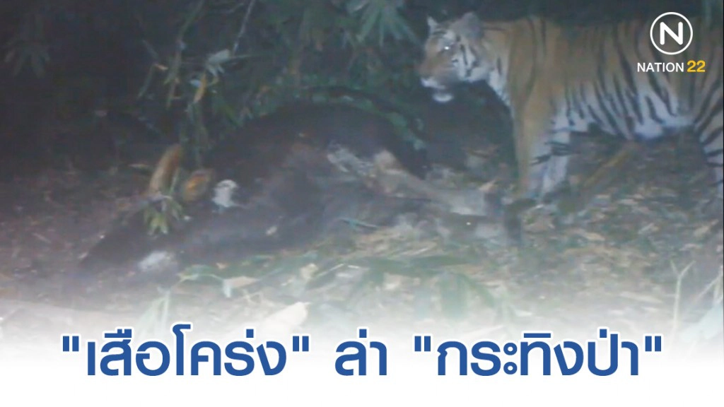เผยวินาที "เสือโคร่ง" ล่า "กระทิงป่า"