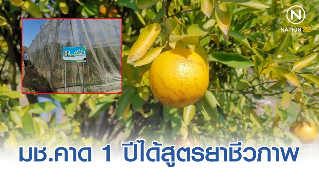 มช.คาด 1 ปีได้​สูตรยาชีวภาพสกัดโรคกรีนนิ่งส้ม​ แทนยาปฏิชีวนะ​