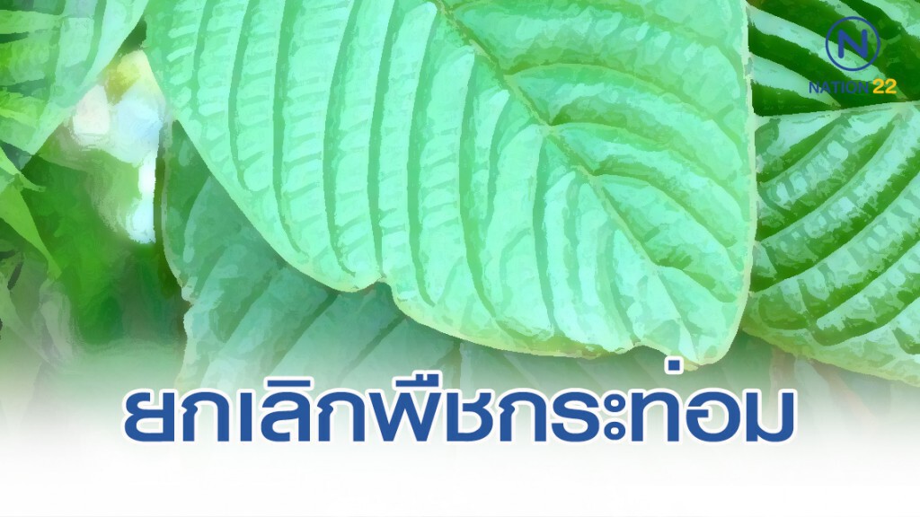 ยกเลิก "ใบกระท่อม" จากยาเสพติดให้โทษ ยกเลิก "ใบกระท่อม" จากยาเสพติดให้โทษ